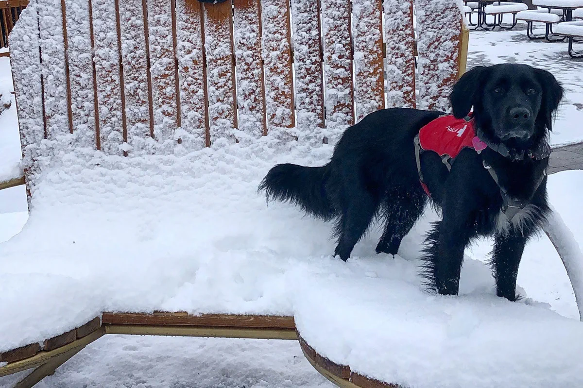 Nala the Patrol Dog on a snowy chair
